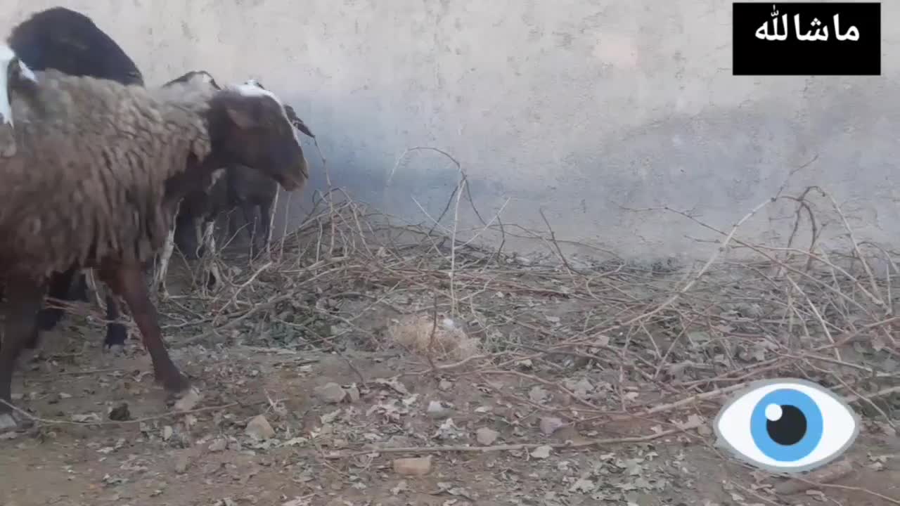 شیشک مور|حیوانات مزرعه|گلپایگان, |دیوار