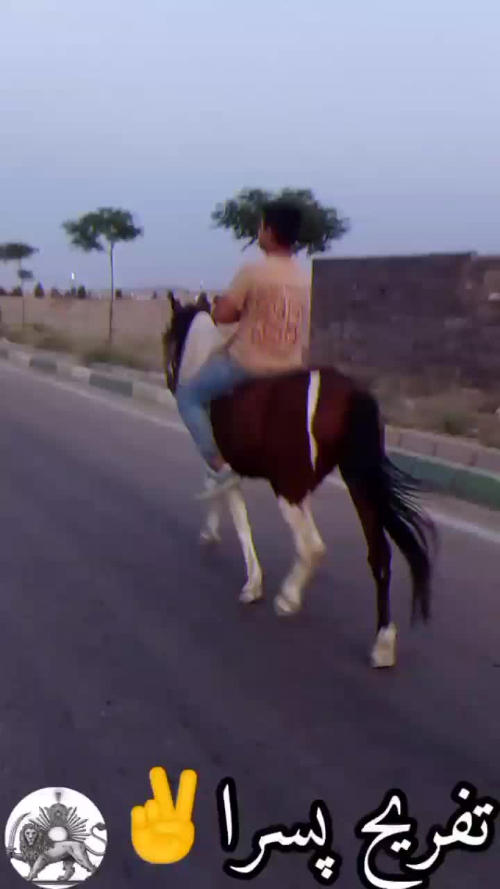 اسب پونی ابلغ بسیار زیبا|اسب و تجهیزات اسب‌سواری|زرندیه, |دیوار