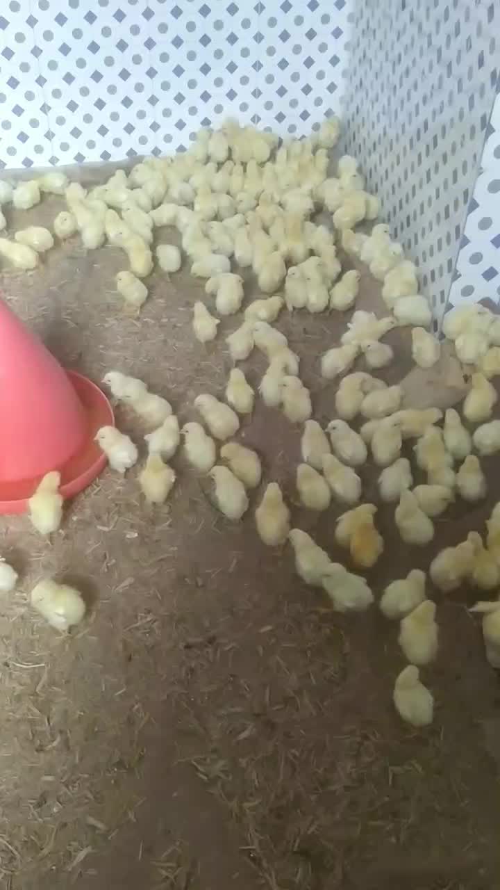 جوجه|حیوانات مزرعه|صفادشت, |دیوار