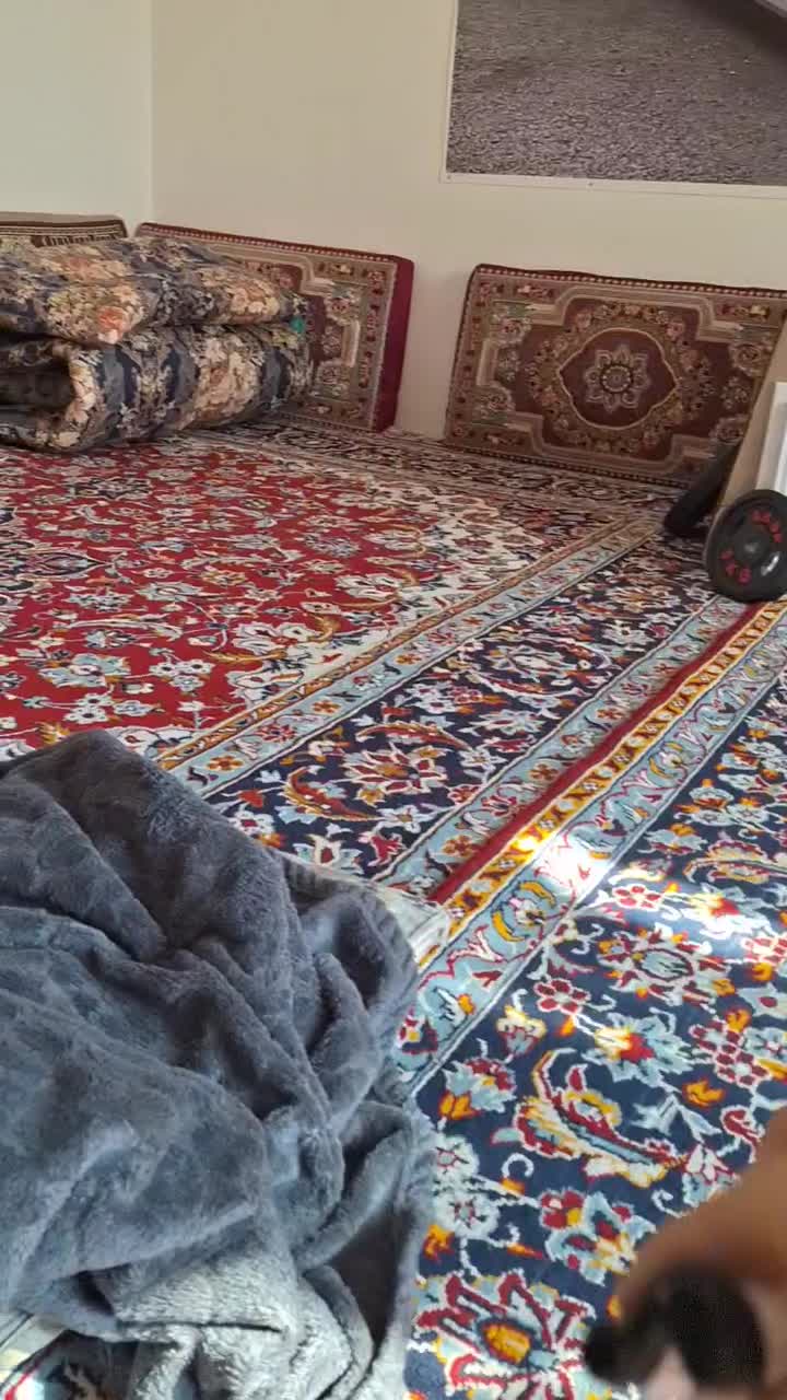 سگ پامر|سگ|اقبالیه, |دیوار