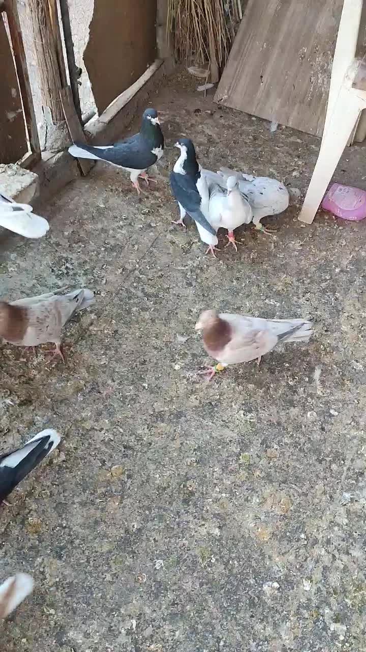 چپ سیاه ماده|پرنده|اقبالیه, |دیوار