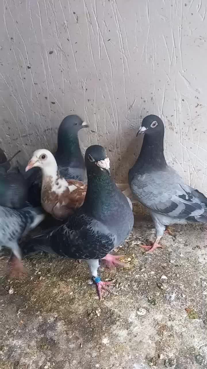 کبوتر دورگ|پرنده|سرخنکلاته, |دیوار