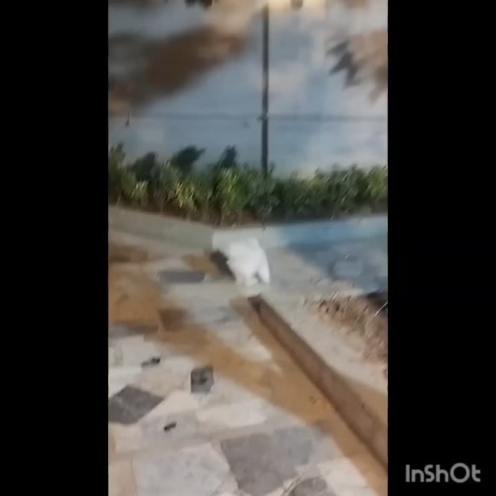 پامرانین خرسی|سگ|خرمآباد, |دیوار