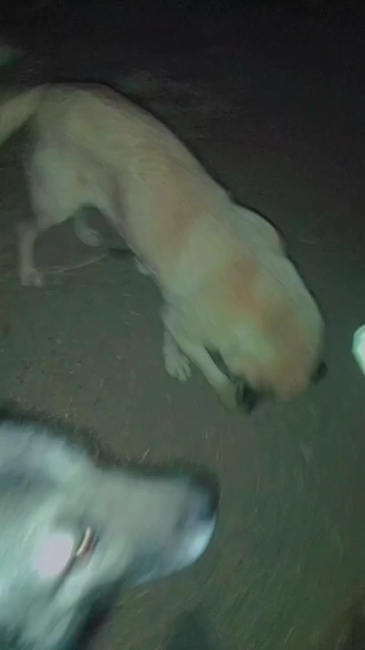 سگ سرابی ماده چهارساله|سگ|مشگین شهر, |دیوار