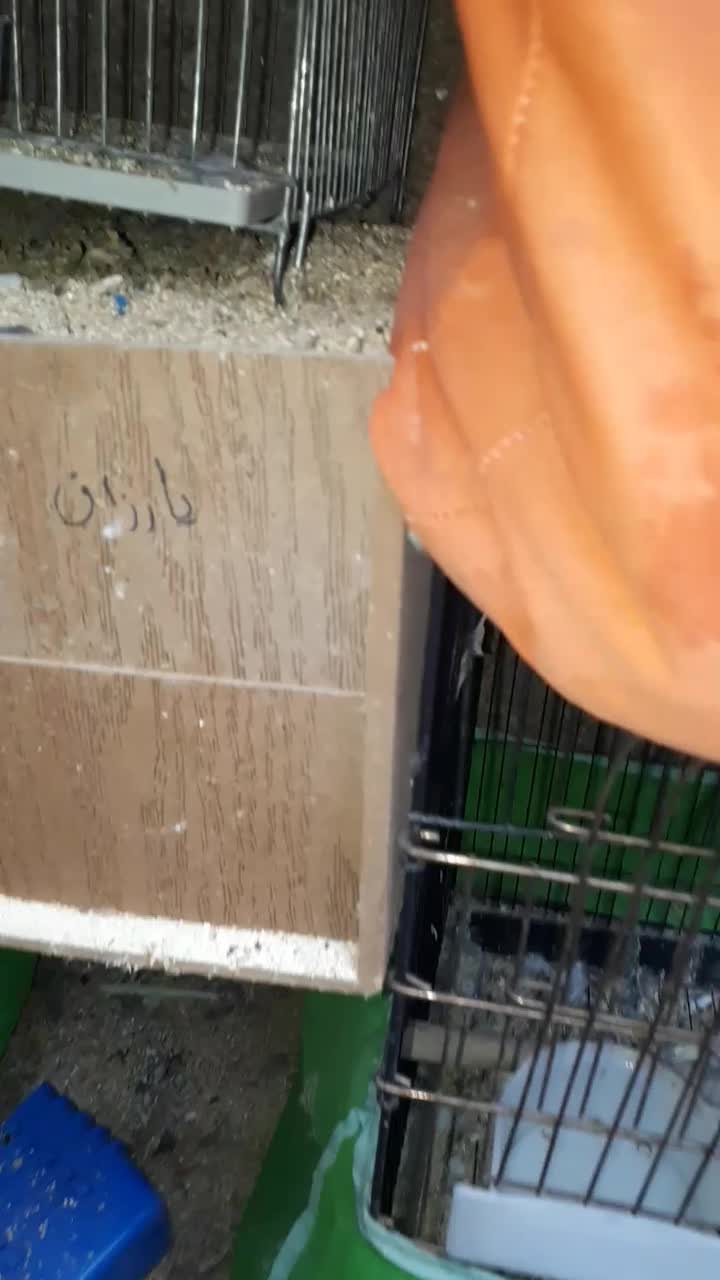 چند جفت عروس هلندی  همش روی تخم هستن و جوجه میدن|پرنده|تهران, مینای شمالی (مخبر)|دیوار
