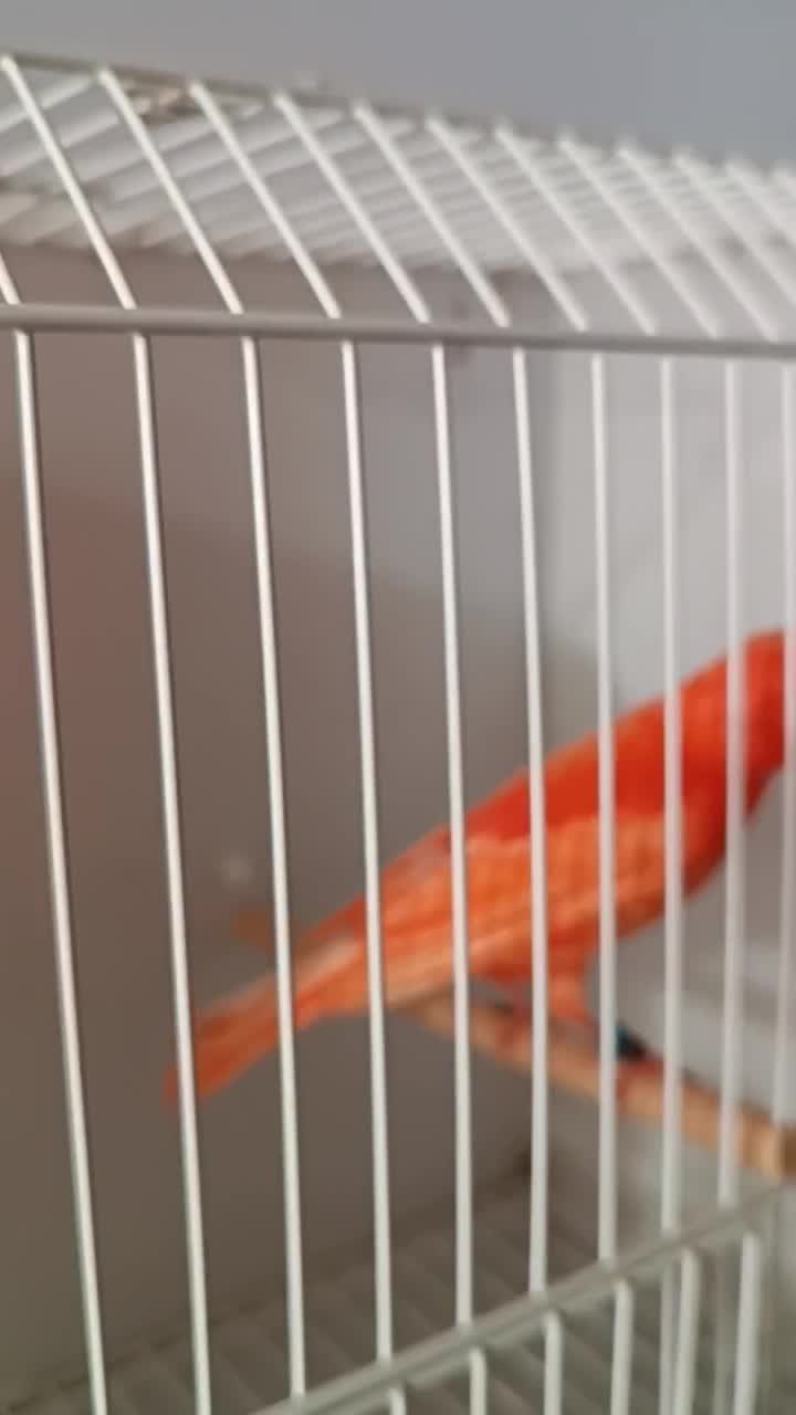 قناری رد فاکتور اورجینال|پرنده|کرج, باغستان|دیوار