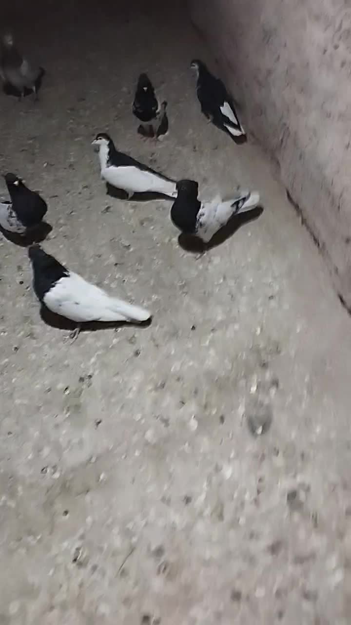 کفتر ماده راست سیاه.کله سیاه. ساده امری|پرنده|مشهد, آبکوه|دیوار