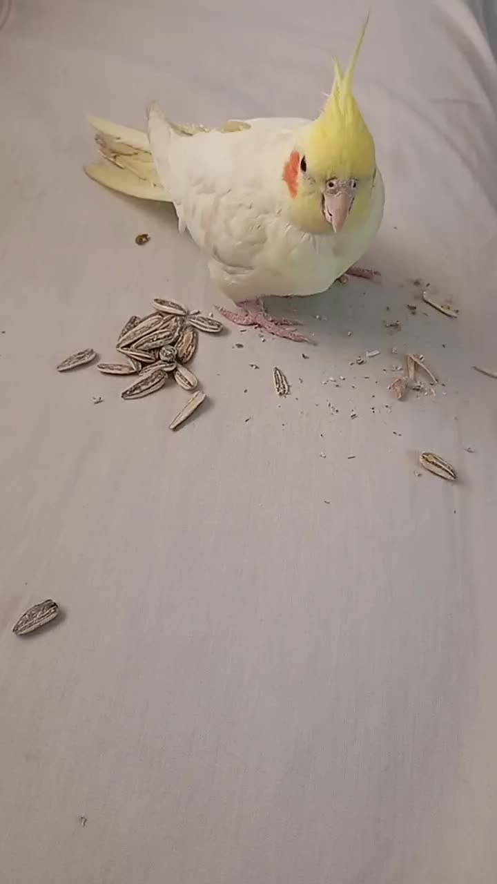 عروس هلندی لوتینو چشم شرابی|پرنده|محلات, |دیوار