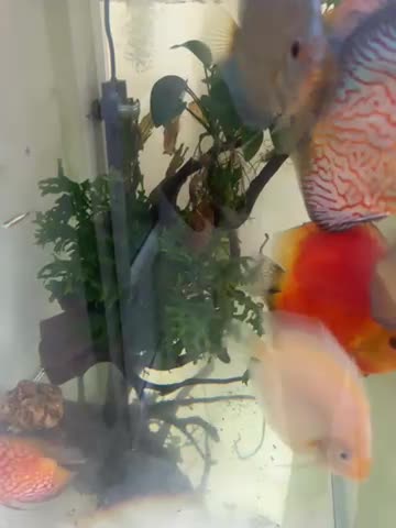 آکواریوم دیسکس با لوازم کامل|ماهی|تهران, فلسطین (میدان انقلاب)|دیوار