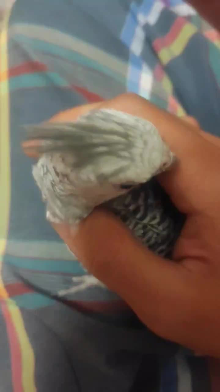 عروس هلندی ایزابل فول رام|پرنده|تهران, قصر فیروزه ۲|دیوار