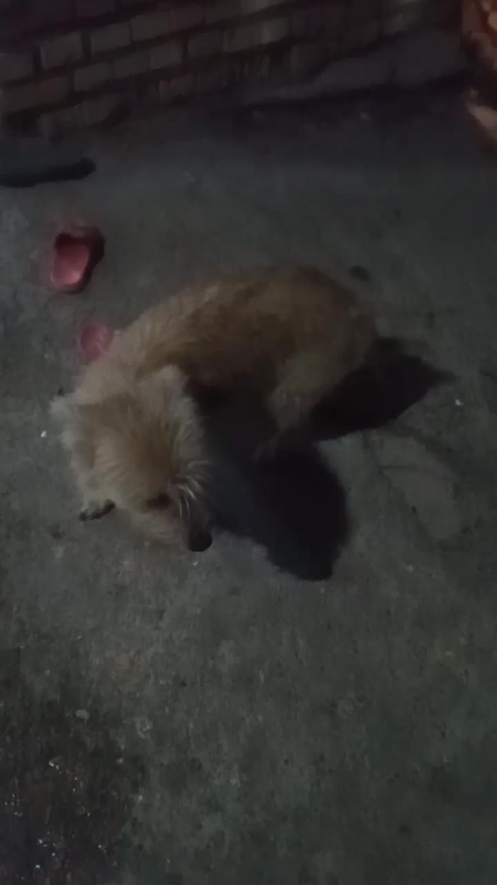 سگ ماده|سگ|آبادان, |دیوار