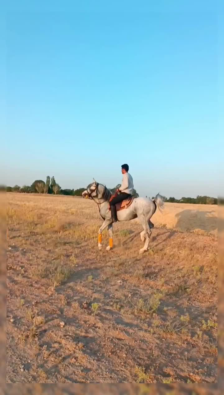 اسب عرب مصری چکی|اسب و تجهیزات اسبسواری|رباطکریم, رباطکریم|دیوار