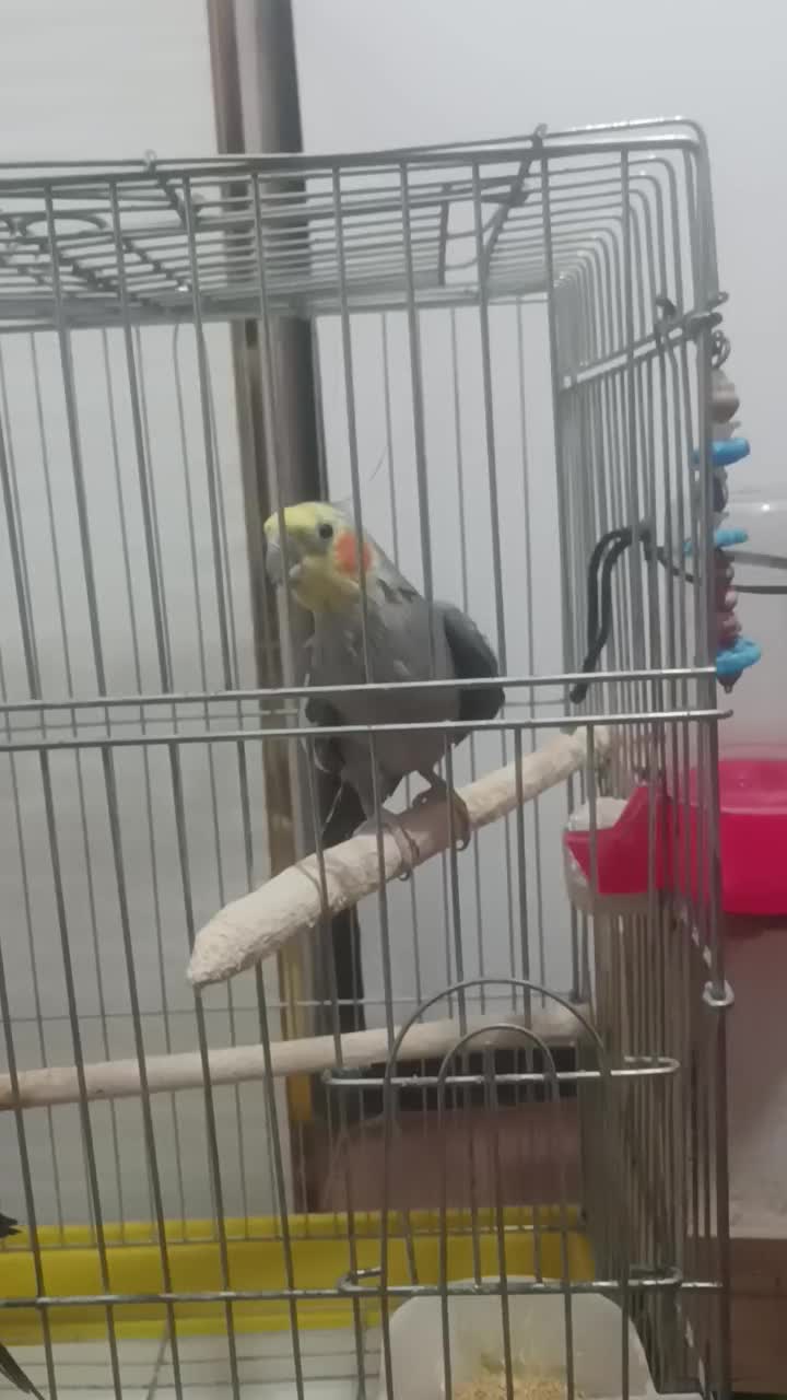 یک جفت عروس هلندی|پرنده|فولادشهر, مسکن مهر فولادشهر|دیوار