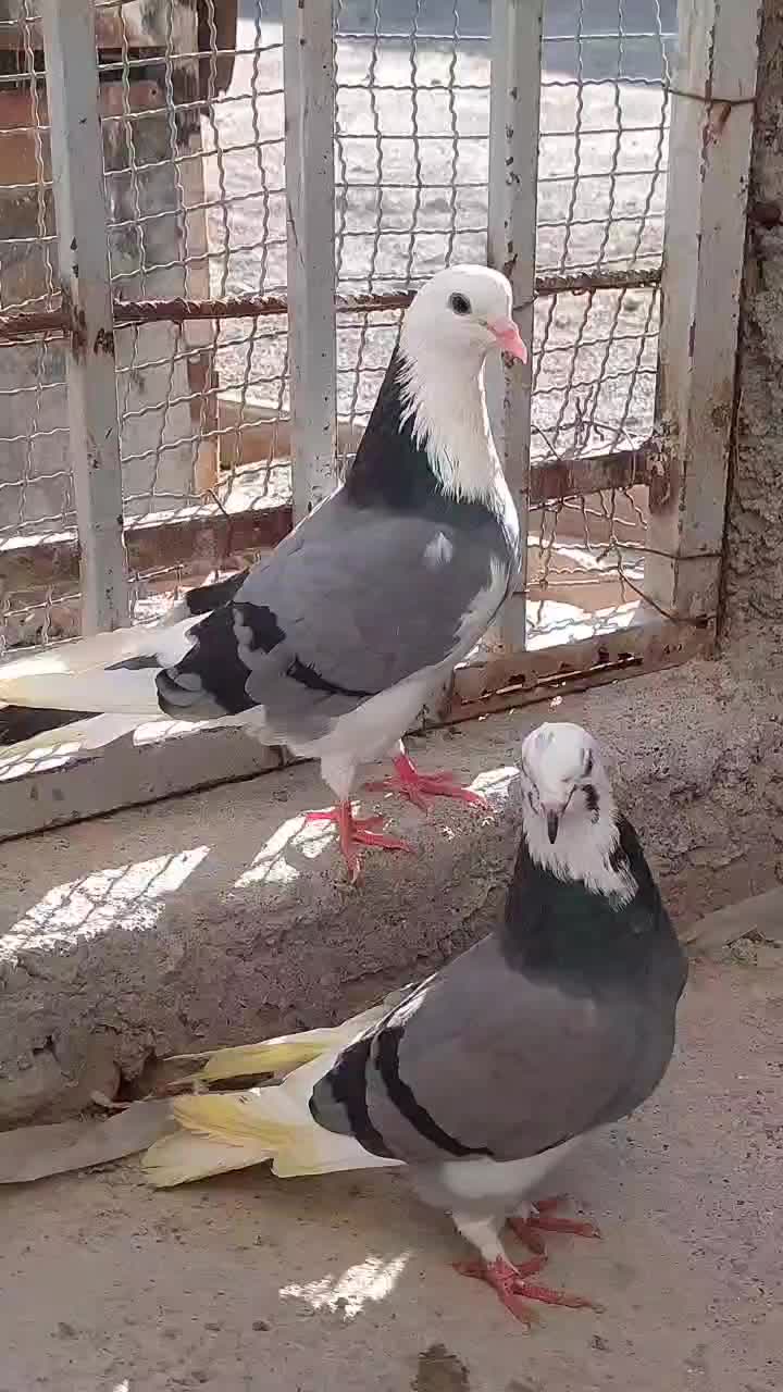 کبوتر تک پر|پرنده|بندر ترکمن, |دیوار