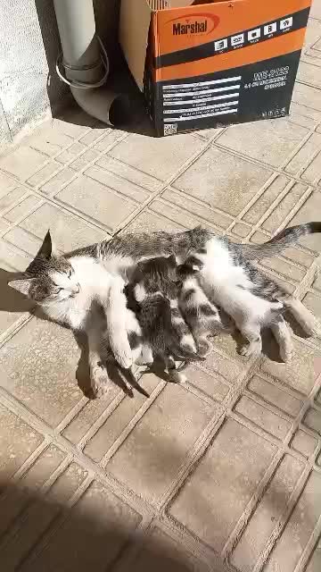 توله گربه|گربه|آباده, |دیوار