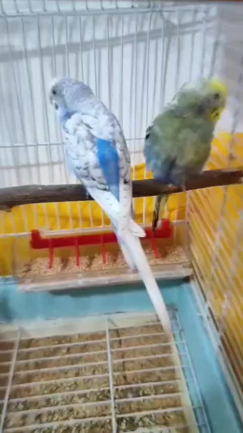 2جفت مرغ عشق تخم گذارونژاد دار با3عددقفس بزرگ دودر|پرنده|کرمان, |دیوار