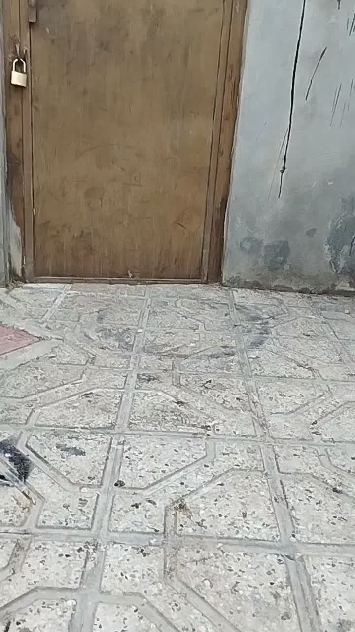 یک کبوتر خال|پرنده|شیروان (خراسان), |دیوار