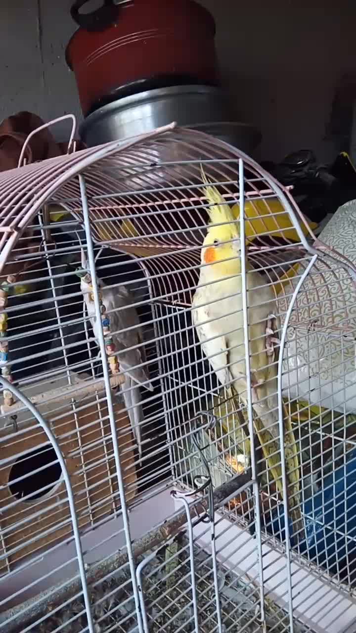 فروش پرنده|پرنده|نوشهر, |دیوار