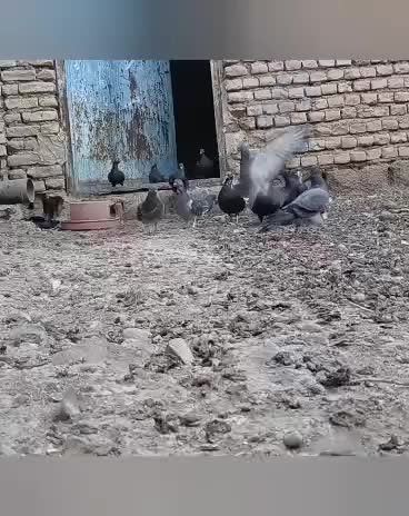 کبوتر|پرنده|کرخه, |دیوار