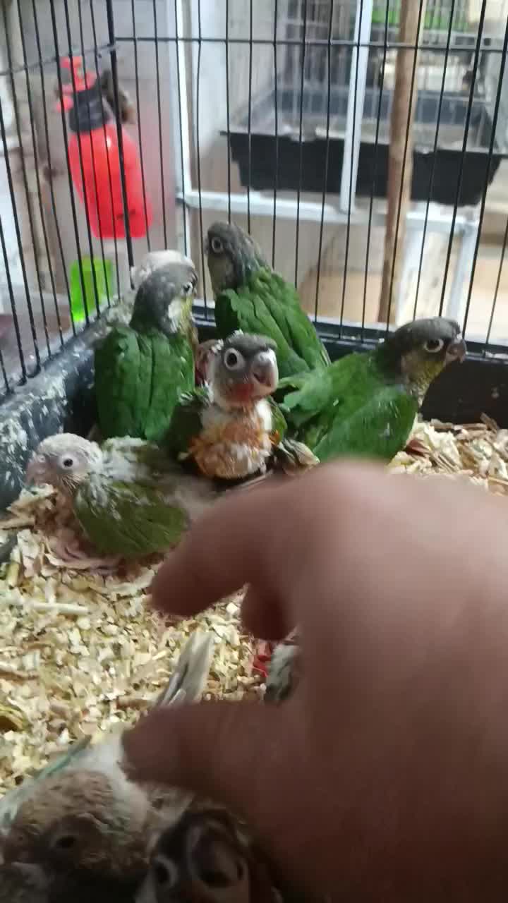 گرینچیک|پرنده|نیشابور, عدالت|دیوار