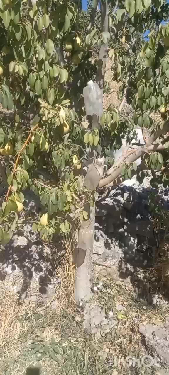نهال گلابی اسپادانا دوساله گلدانی|گل و گیاه طبیعی|سبزوار, کهنه آب|دیوار