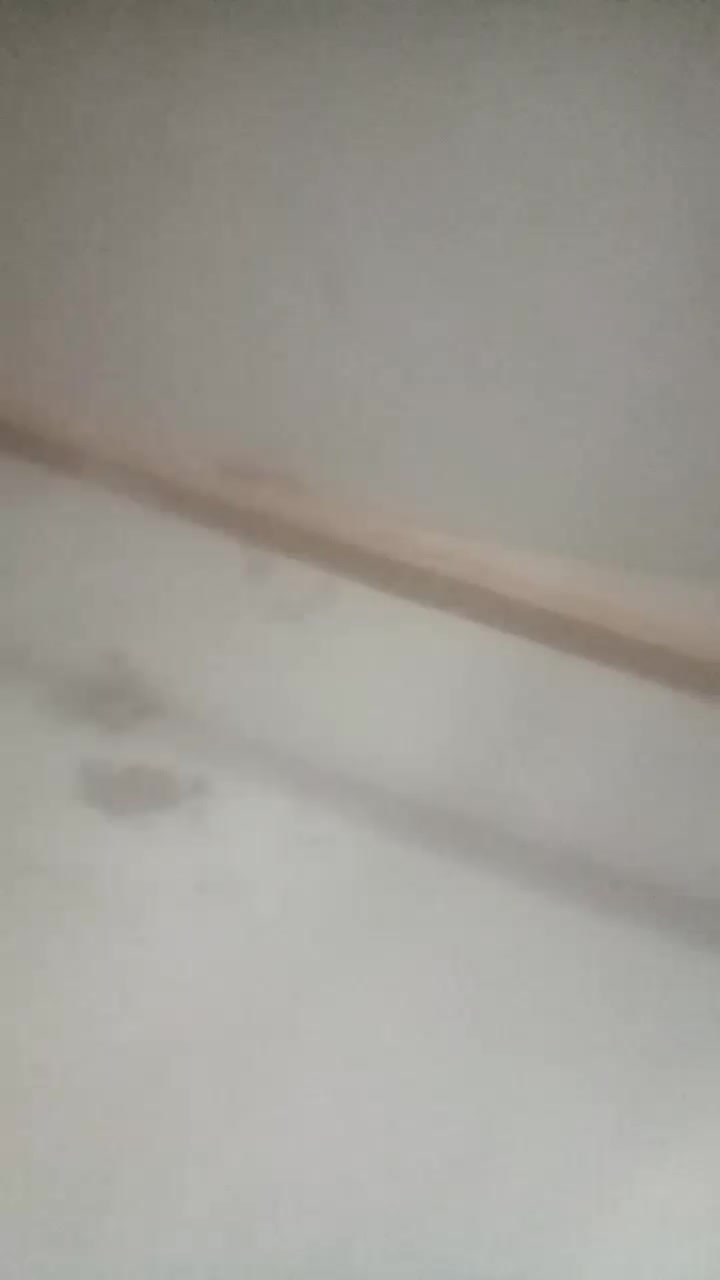 کتوترطوقی|پرنده|فردوس (خراسان), |دیوار