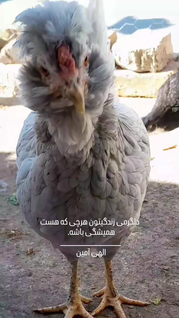 تخم مرغ گلین|حیوانات مزرعه|اقبالیه, |دیوار