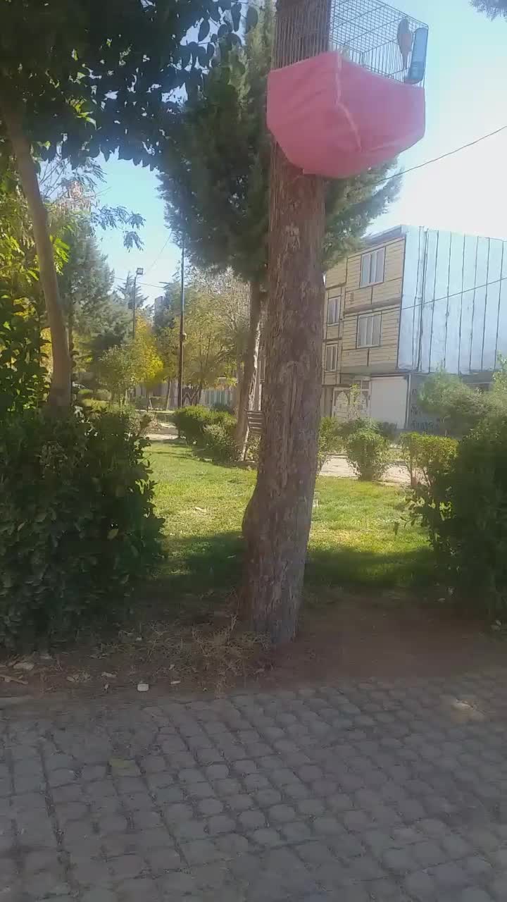 سهره قناری سبزچمنی|پرنده|کرمانشاه, |دیوار