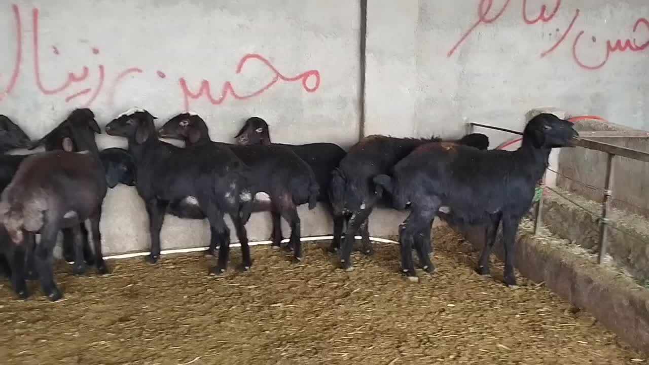 بره ماده.شیشک.گوسفند|حیوانات مزرعه|رزن, |دیوار