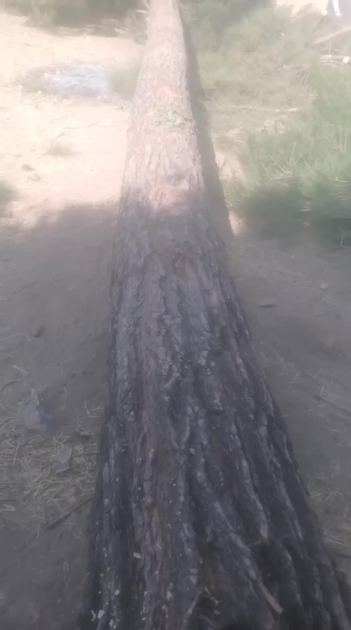 خریدوفروش انواع چوب درختان مجاز|خدمات باغبانی و درختکاری|الشتر, |دیوار