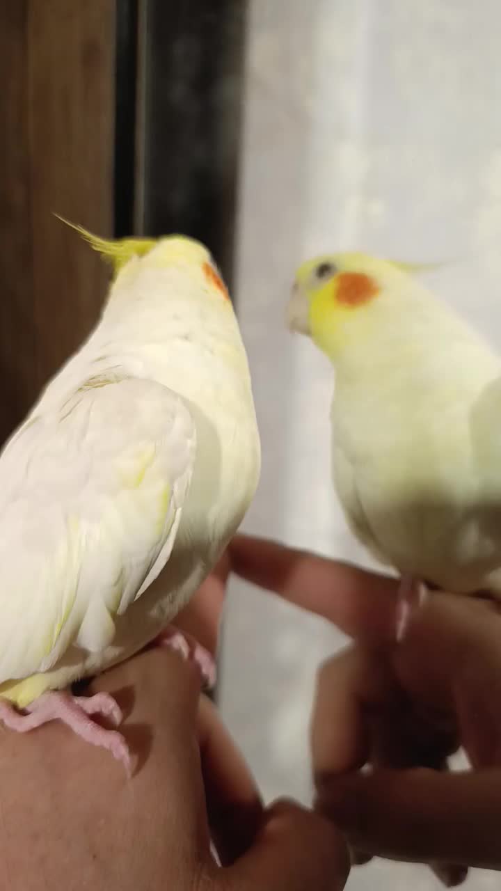 عروس هلندی لوتینو گمشده|حیوانات|قدس, شهرک فرزان|دیوار