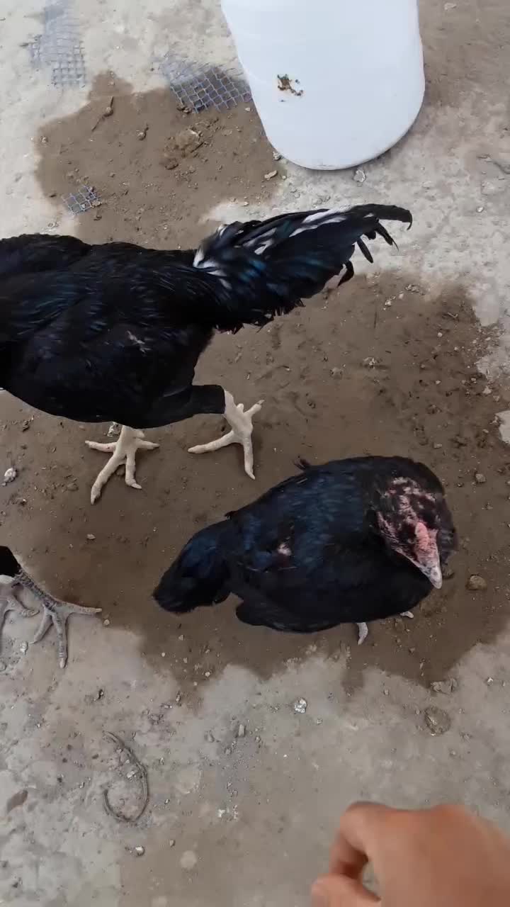 مرغ لاری۷ماهه|حیوانات مزرعه|میاندوآب, |دیوار