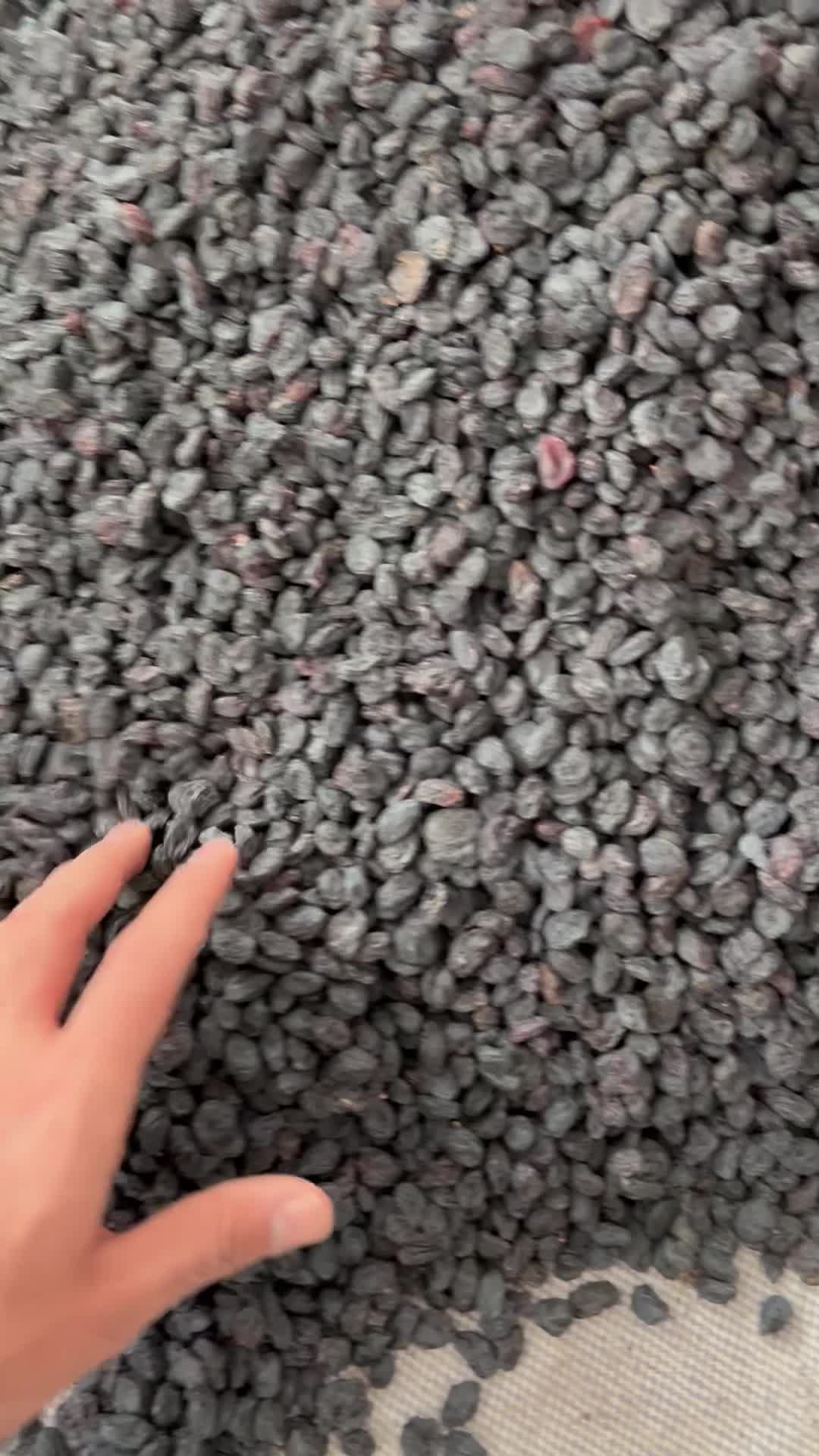 مویز افغان درجه ۱|خوردنی و آشامیدنی|مشهد, محمدآباد|دیوار