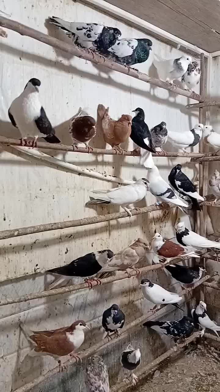 کفتر|پرنده|قم, کلهری|دیوار