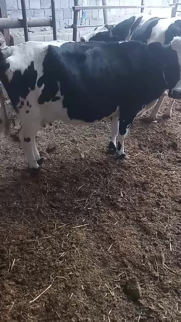 گوساله نر۲۵۰کیلو گاوشیری ارزون قیمت|حیوانات مزرعه|خمینی‌شهر, |دیوار