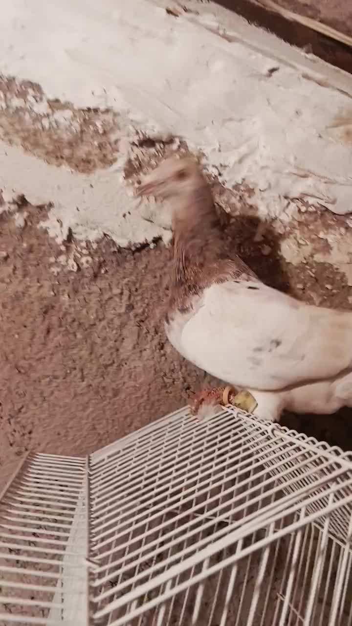 زرد هفرنگ نر مست مناسب جفت|پرنده|الوند, |دیوار