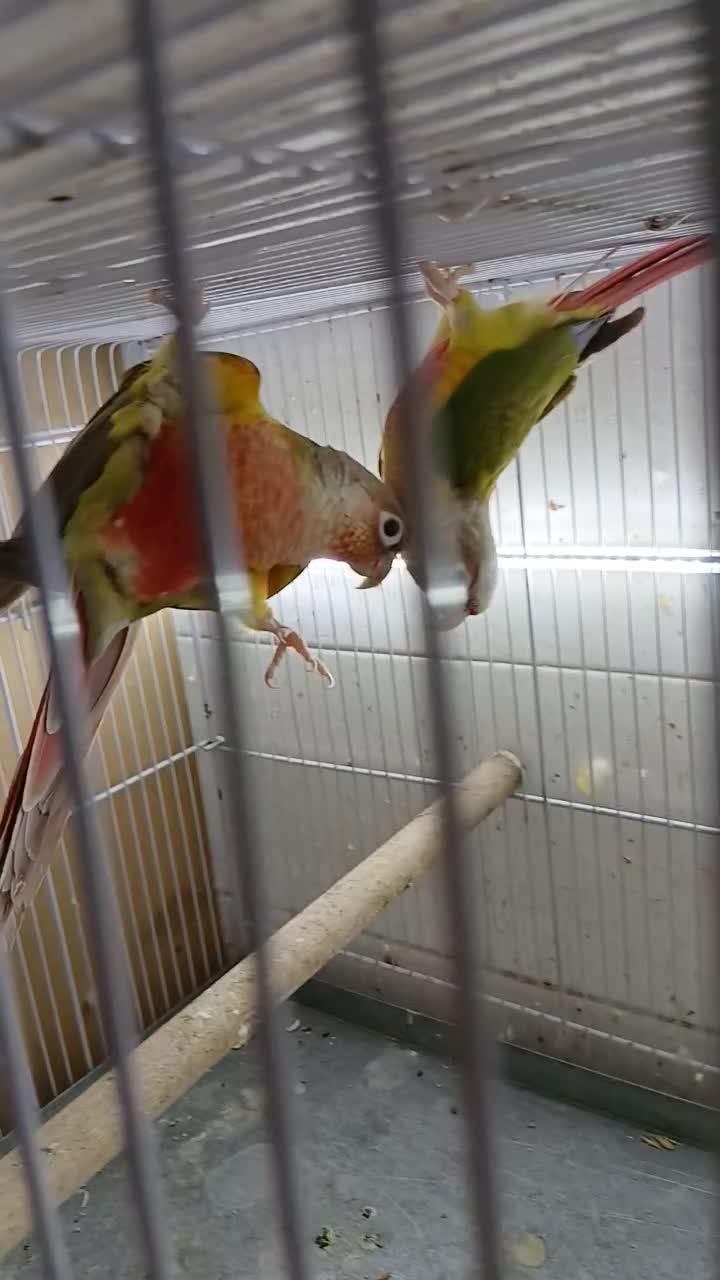 گرینچیک تراکویس واناناسی|پرنده|بندرعباس, |دیوار