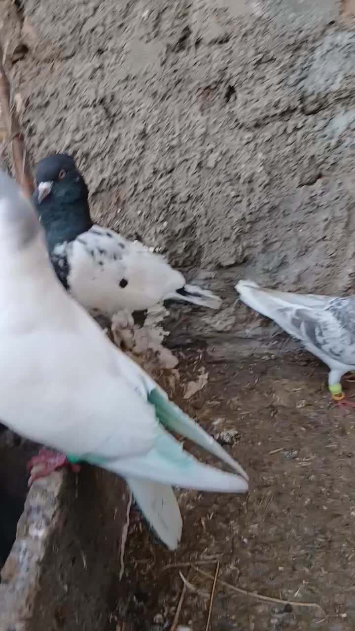 کبوتر|حیوانات مزرعه|سبزوار, کوی گلستان|دیوار