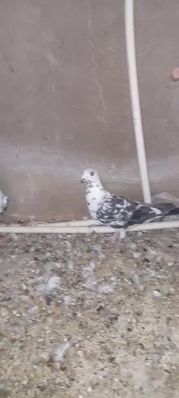 کبوتر گلی سینه سفید نر|پرنده|شیراز, فرگاز|دیوار