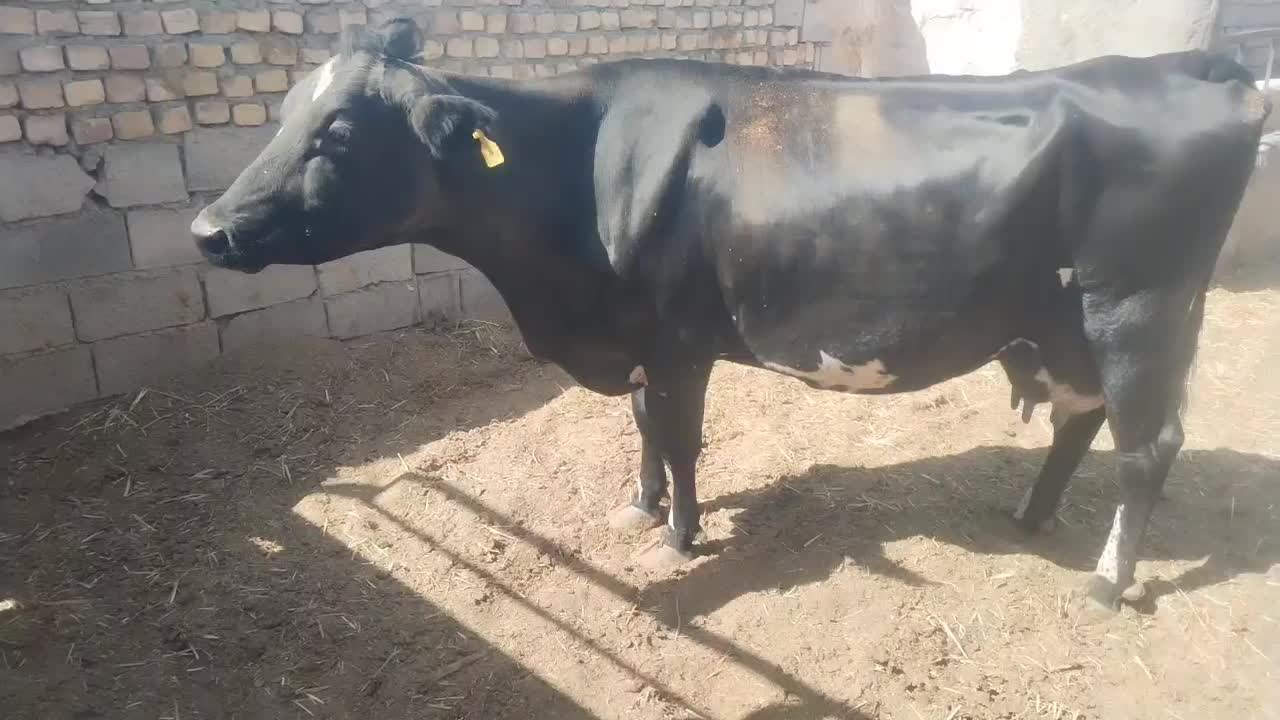 گاو|حیوانات مزرعه|سده (خراسان جنوبی), |دیوار
