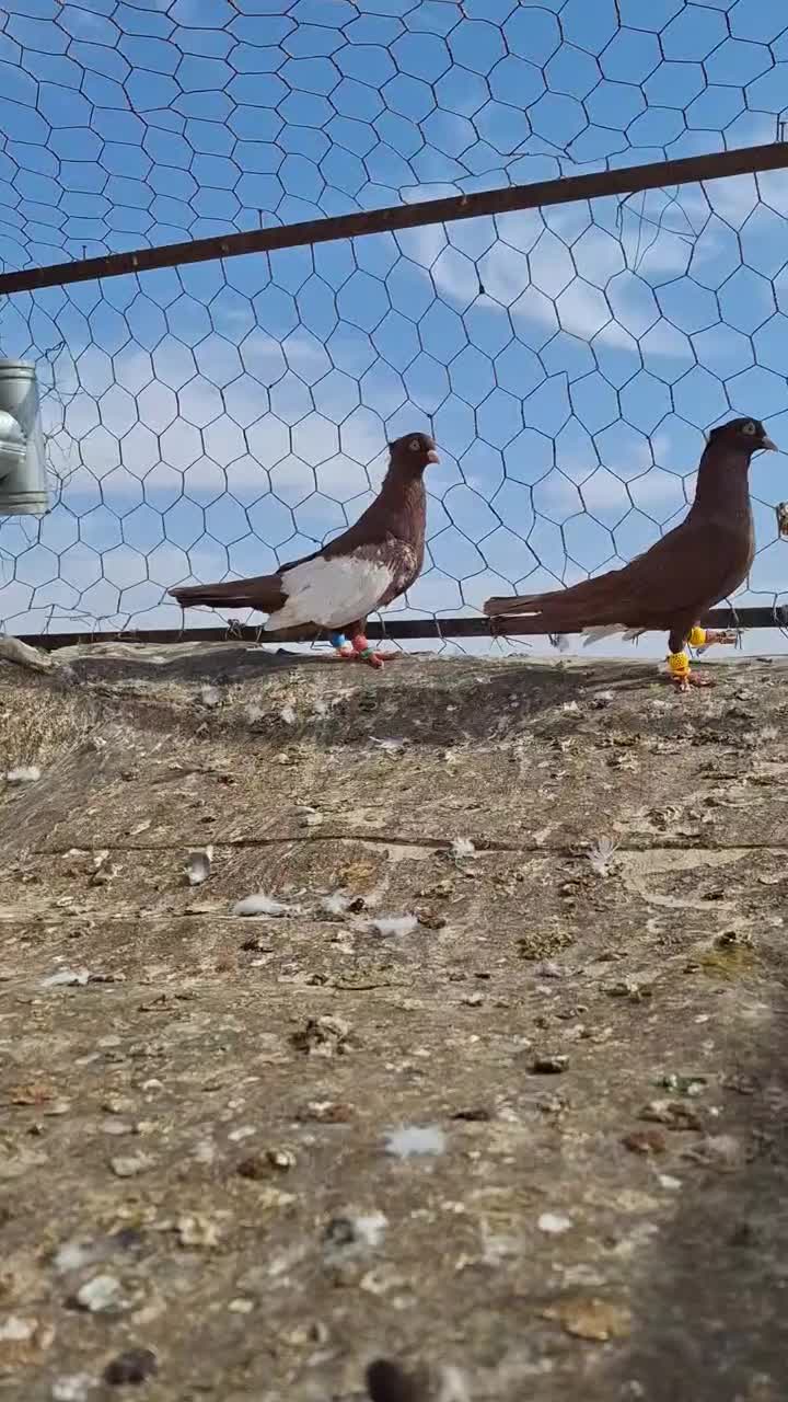 کبووتر|پرنده|شهرآباد, |دیوار