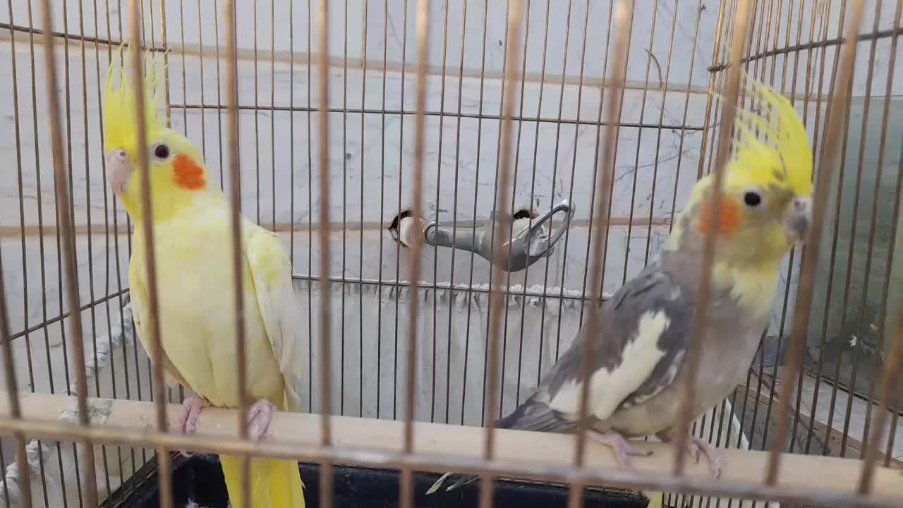 عروس هلندی|پرنده|بردسکن, |دیوار