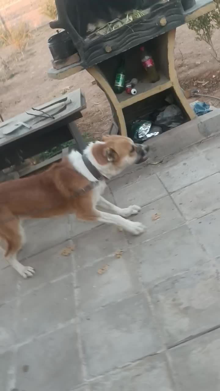 واگذاری، سگ سراب|سگ|اشتهارد, |دیوار