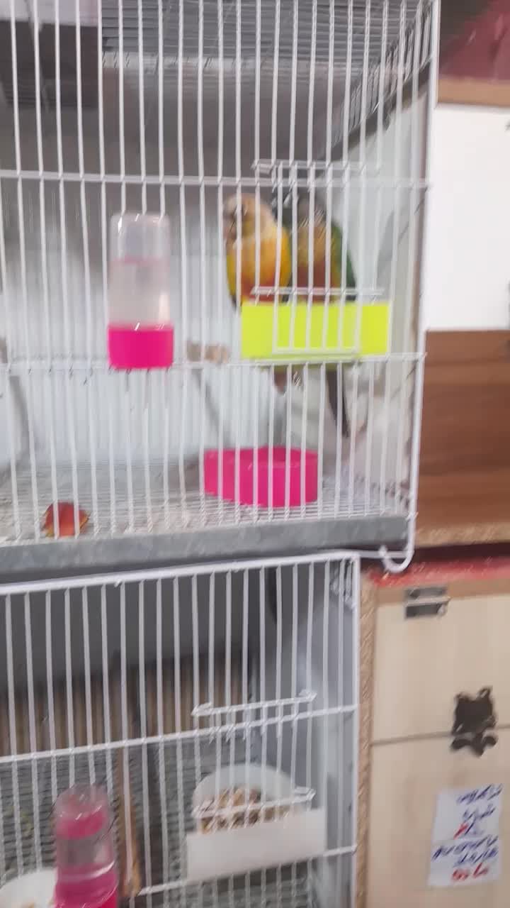 جفت ها گرینچیک مولد پایدردچیک|پرنده|تهران, افسریه شمالی|دیوار