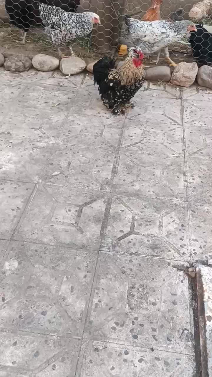 خروس کوشین|حیوانات مزرعه|رشت, حمیدیان|دیوار