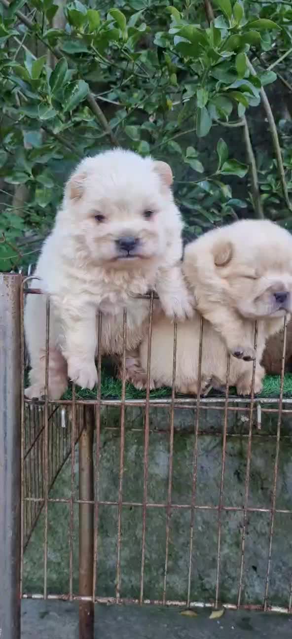 چاوچاو|سگ|اصفهان, ملک‌شهر|دیوار