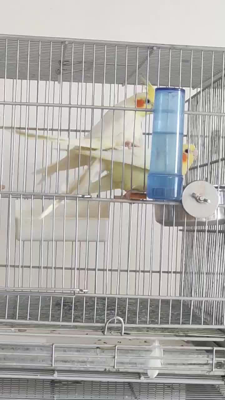 یک جفت عروس هلندی کارداده دستی|پرنده|آران و بیدگل, |دیوار