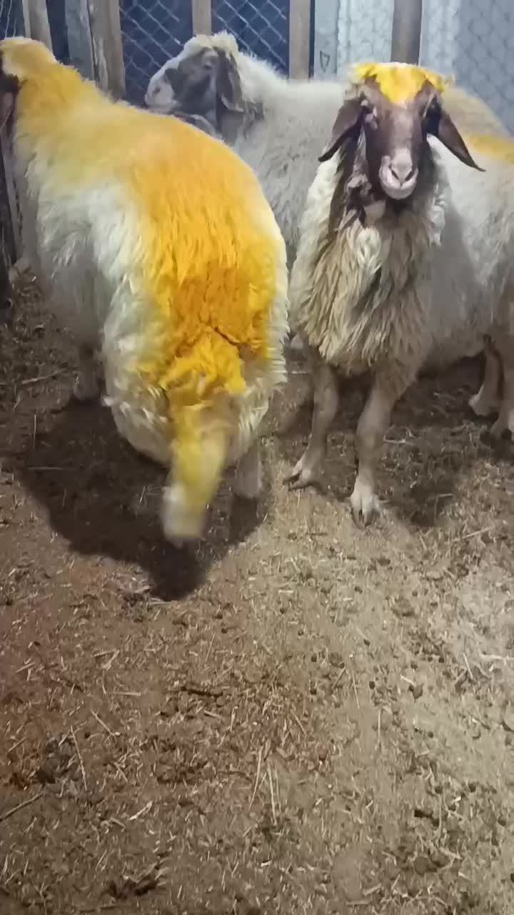 شک ورن سنجابی قوچ|حیوانات مزرعه|کرمانشاه, |دیوار