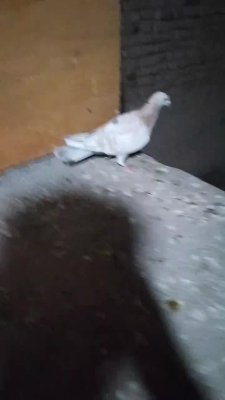 خطی|پرنده|قزوین, |دیوار