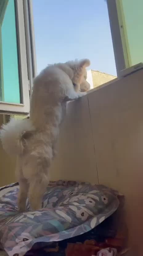 سگ کراس 9 ماهه|سگ|ری, شهرک نظامی|دیوار